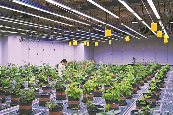安徽宿州 打造種業科技谷，擎起生物育種新旗幟