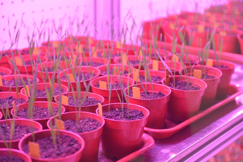 攥緊農業“芯片” 端牢中國飯碗 河南生物育種調查