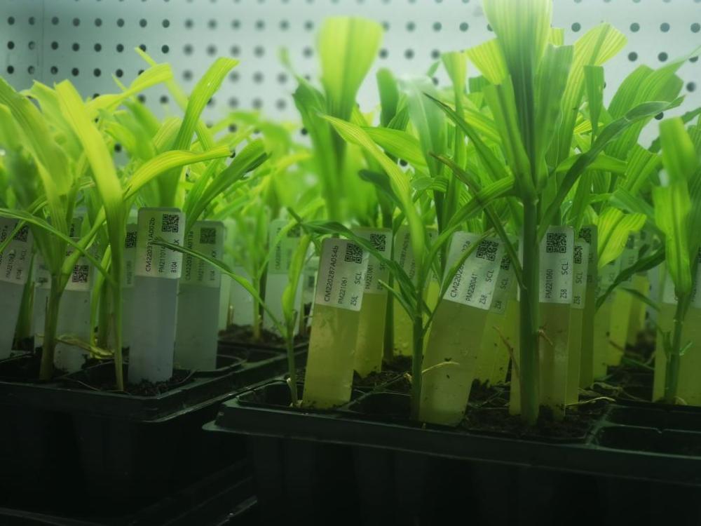突破生物育種“卡脖子”難題 艾迪晶生物獲數千萬元天使投資