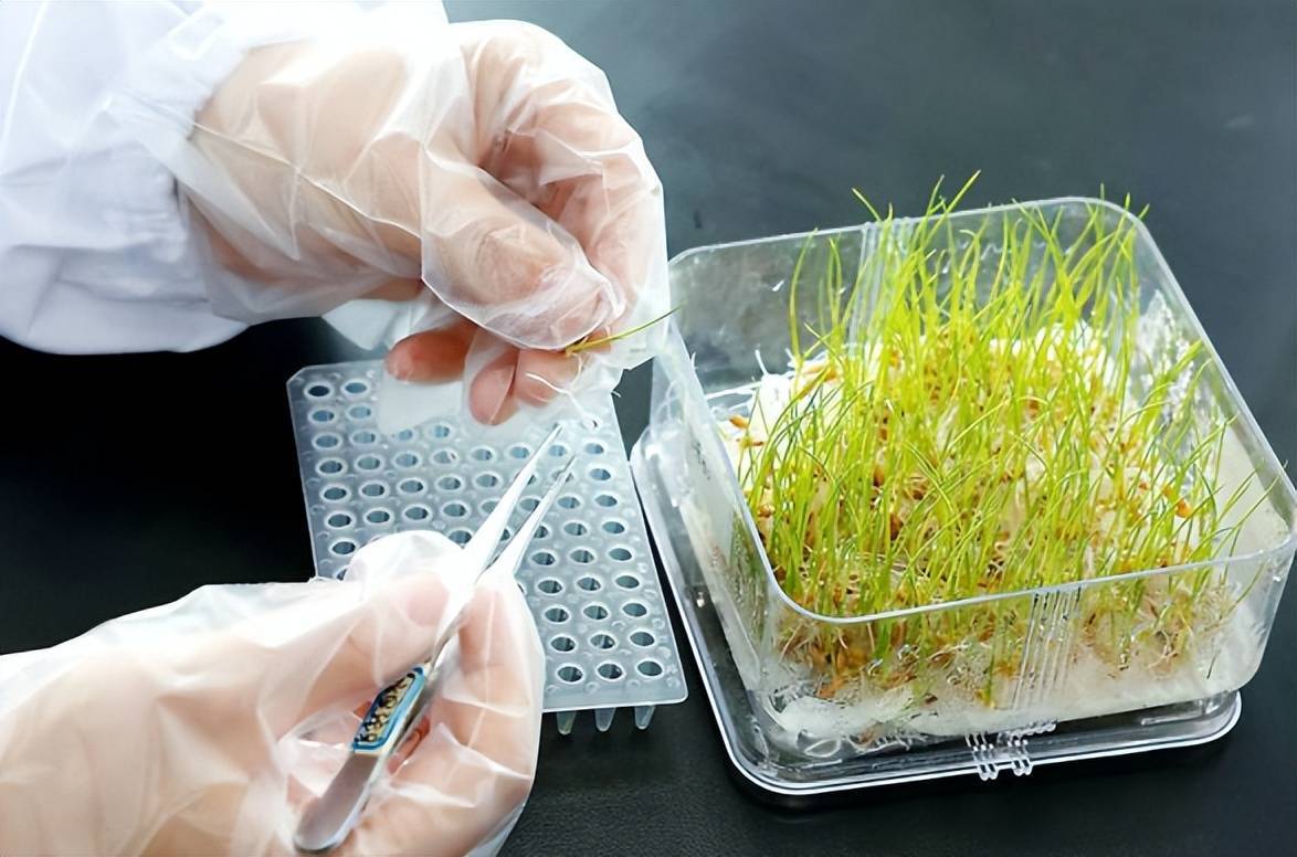生物育種產業化加速，大北農新現遇終端降幅積極革新市企